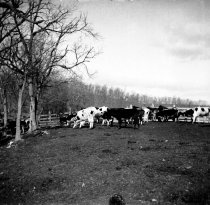 Cattle in field at Pidgeon farm